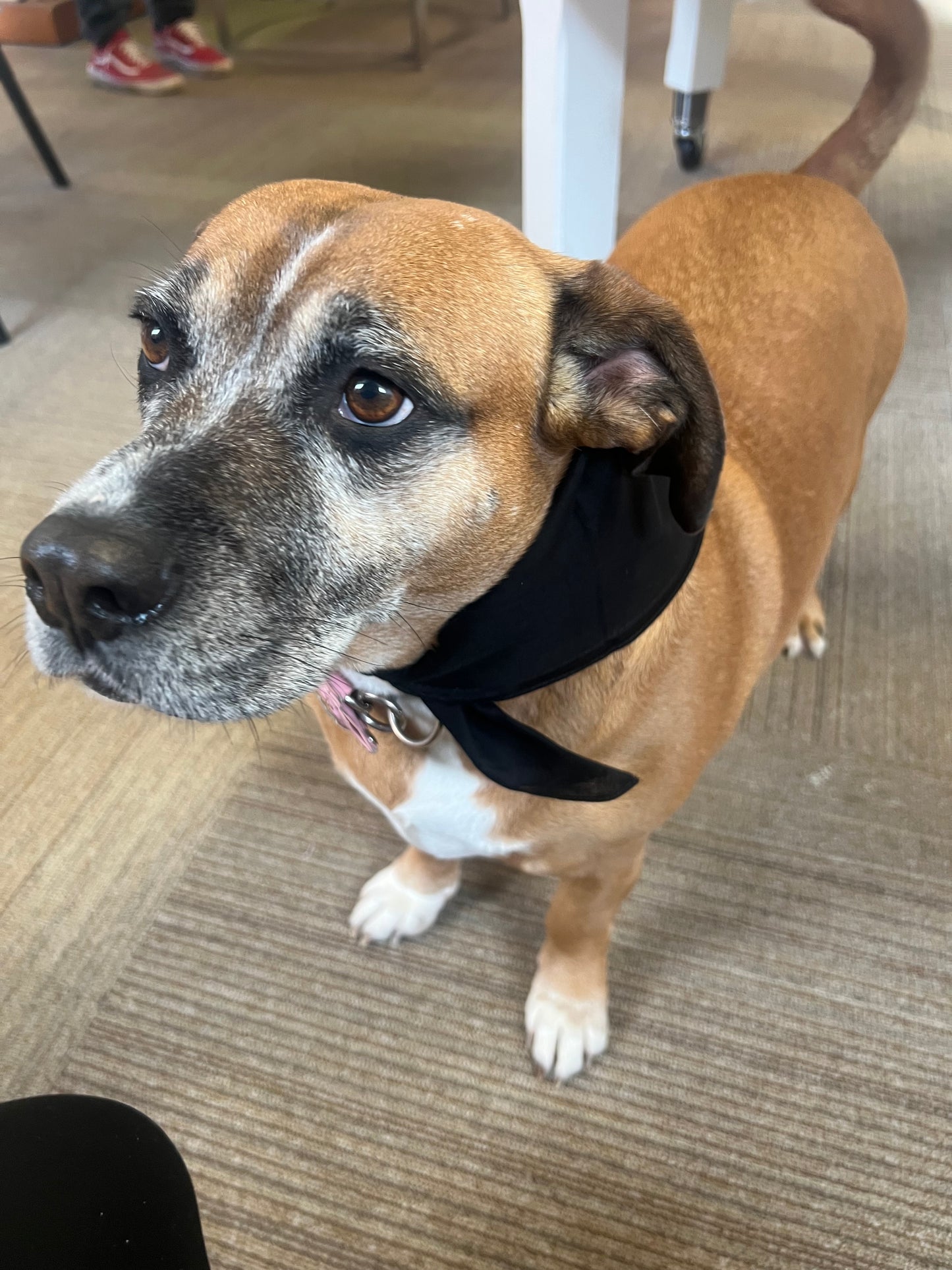 Kenzie Morrison dog bandanna