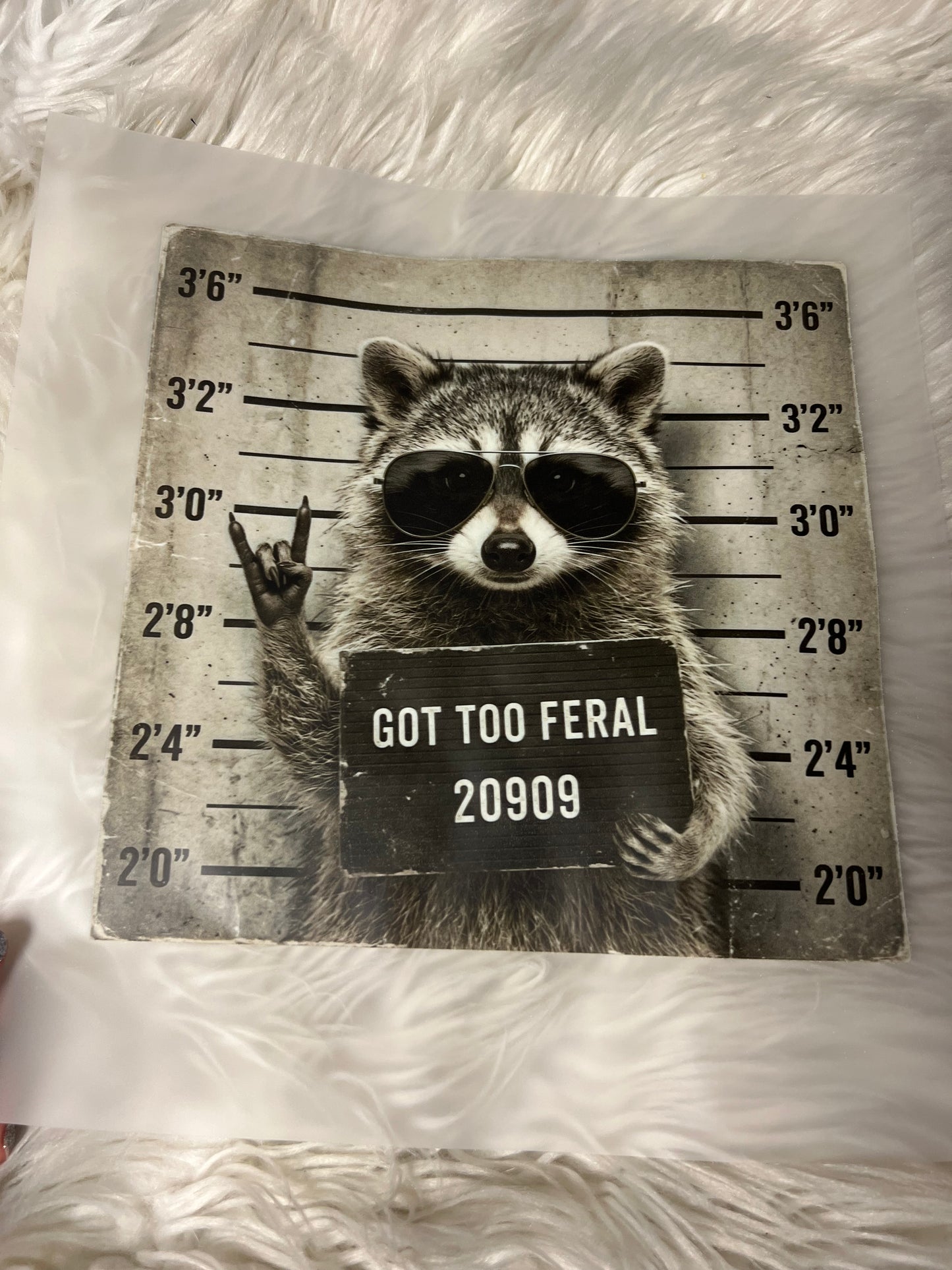 New DTF jail raccoon