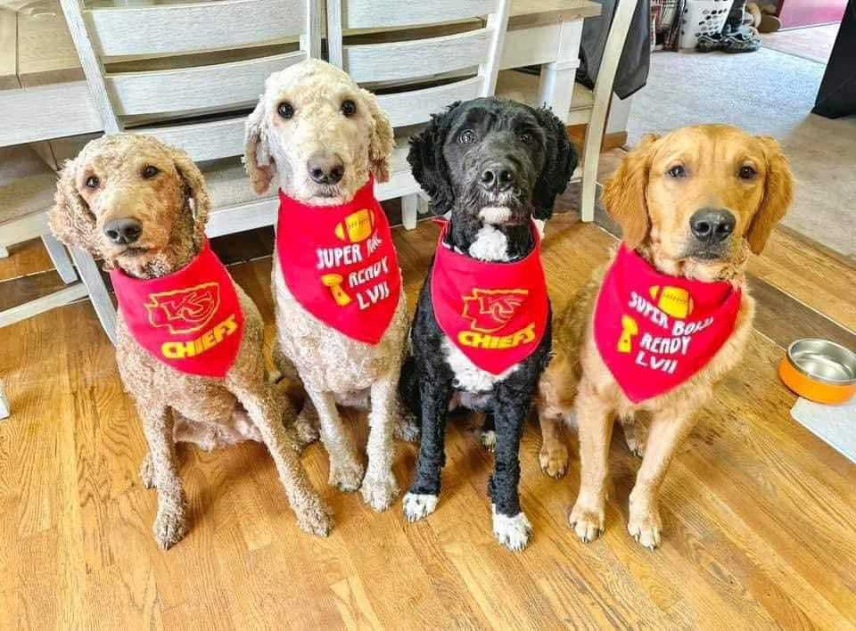 New dog bandanna