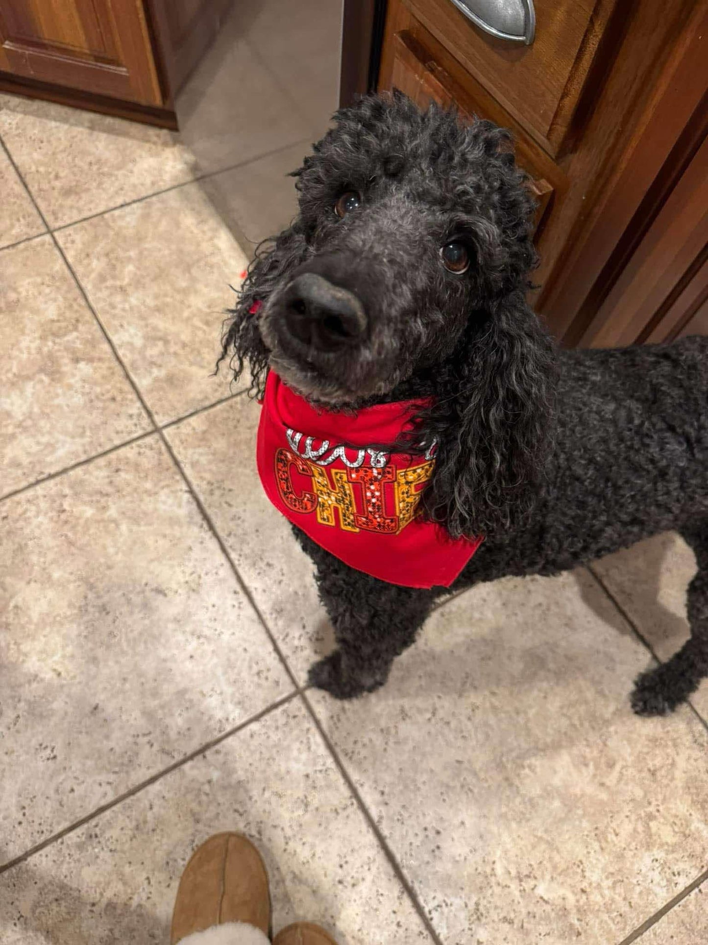 New dog bandanna