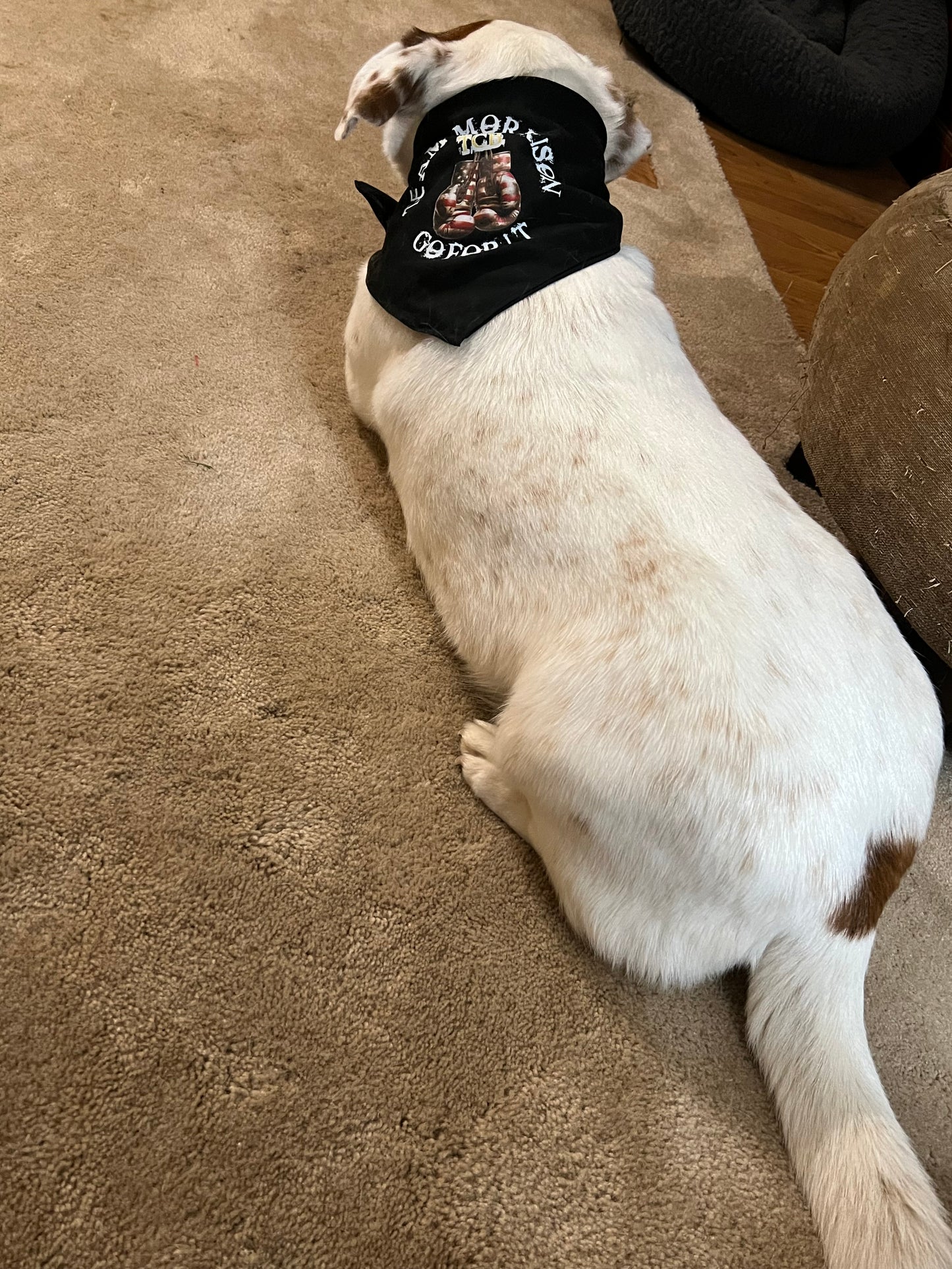 Kenzie Morrison dog bandanna