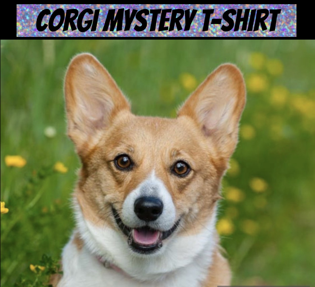 Corgi mystery shirt