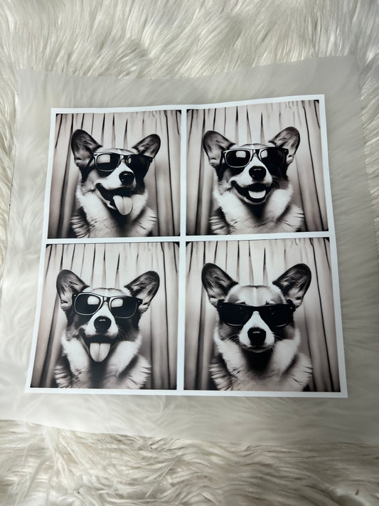 New DTF corgi
