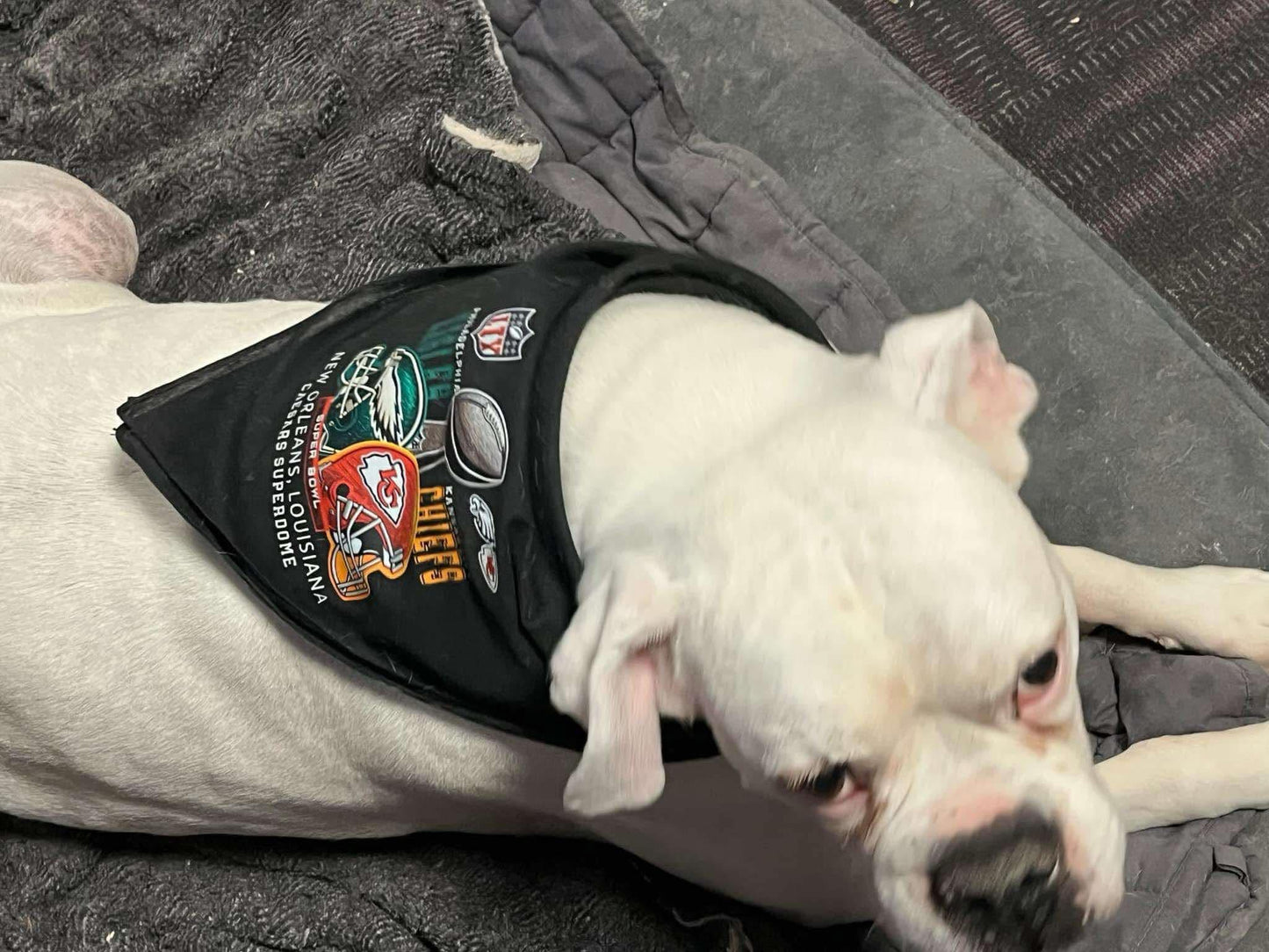 TCB dog bandanna 