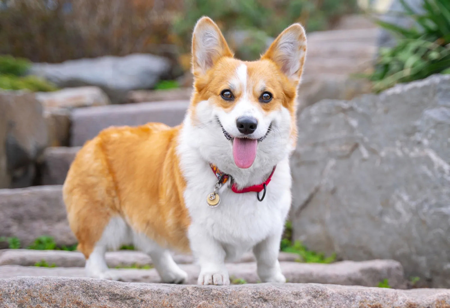 Corgi